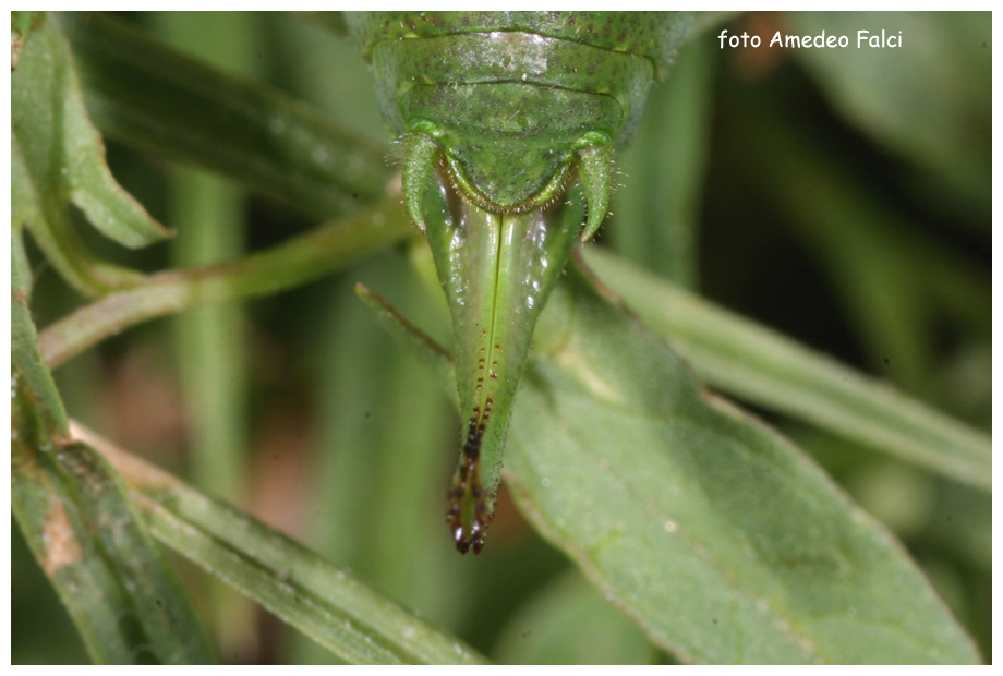 Metaplastes sp. femmina in Sila (CS).